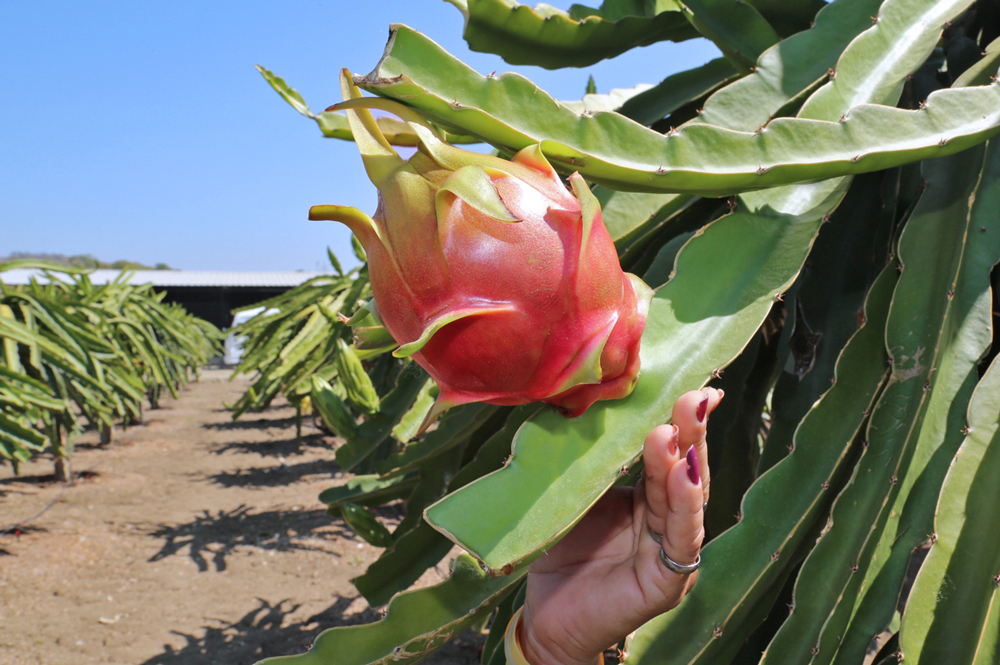 CFN Y MAG RESPALDAN LA DIVERSIFICACIÓN DE EXPORTACIONES AGRÍCOLAS