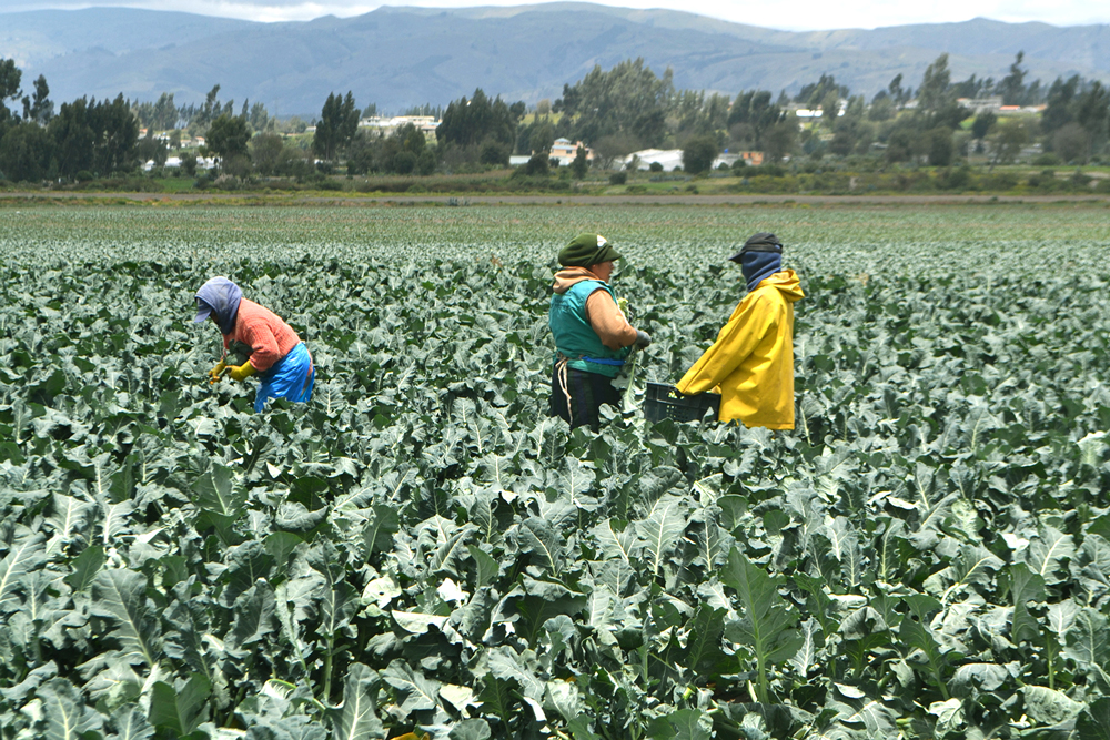 CFN Y MAG RESPALDAN LA DIVERSIFICACIÓN DE EXPORTACIONES AGRÍCOLAS