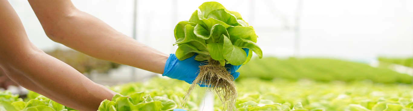 AGRO RENACE II